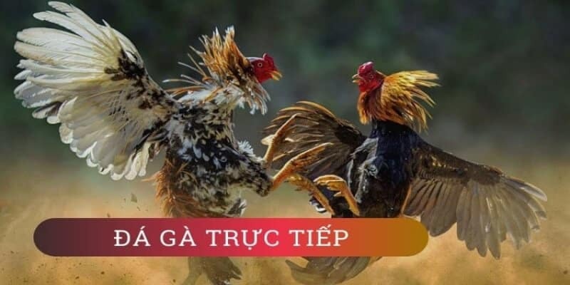 Tìm hiểu về chơi Đá Gà Fb88